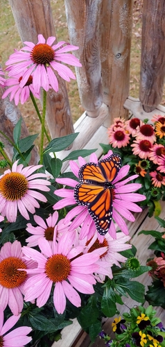 Monarch photographed in Tennessee