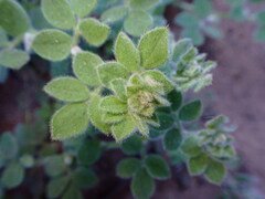Acmispon heermannii