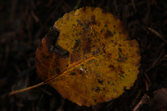 Eriophyes mali
