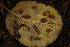 Eriophyes mali