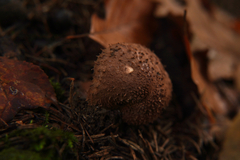 Lepiota calcicola