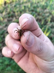 Dolomedes