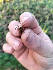 Dolomedes