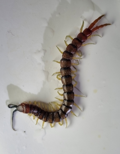 Orange-footed Centipede photo 6