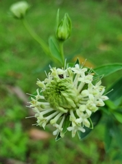 Pimelea linifolia