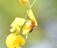 Megachile lanata
