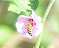 Apis cerana indica