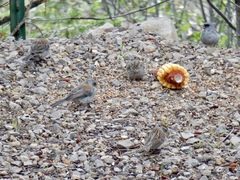 Junco hyemalis dorsalis