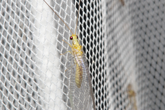 Calochrysa extranea