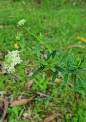 Pimelea linifolia