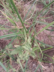 Croton bonplandianus