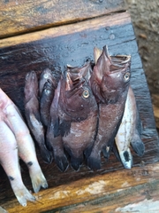 Epinephelidae