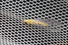 Calochrysa extranea