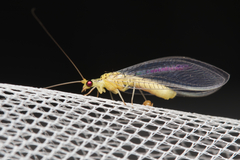 Calochrysa extranea