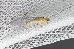 Calochrysa extranea