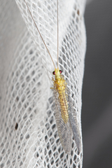 Calochrysa extranea