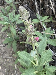 Salvia spathacea