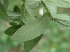 Pentanema spiraeifolium