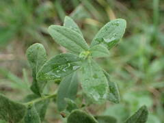 Pentanema spiraeifolium