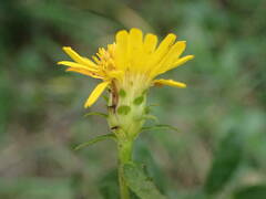 Pentanema spiraeifolium
