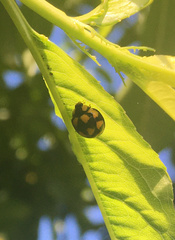 Phrynocaria gratiosa