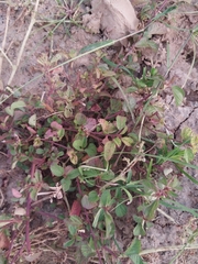 Melochia corchorifolia