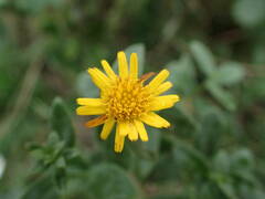 Pentanema spiraeifolium