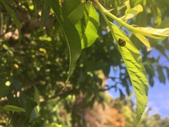 Phrynocaria gratiosa