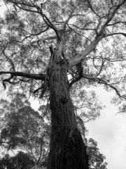 Eucalyptus cypellocarpa