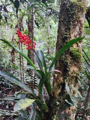 Aechmea capixabae