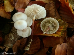 Marasmius wynneae