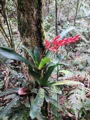Aechmea capixabae