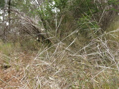 Austrostipa elegantissima