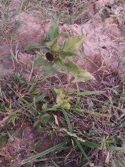 Croton bonplandianus