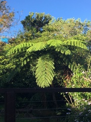 Cyathea cooperi