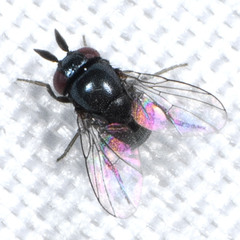 Cryptochetum iceryae