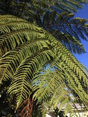 Cyathea cooperi