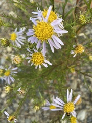 Aster kantoensis