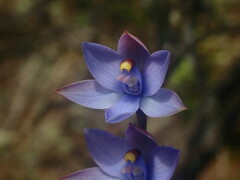 Thelymitra malvina