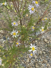 Aster kantoensis