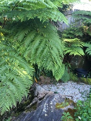 Cyathea cooperi