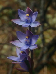 Thelymitra malvina