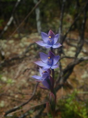 Thelymitra malvina