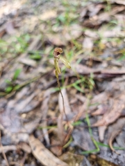 Caladenia transitoria