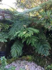 Cyathea cooperi