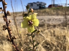 Verbascum virgatum