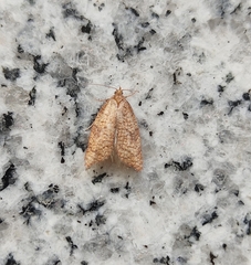 Acleris rhombana