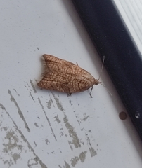 Acleris rhombana