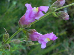 Antirrhinum majus