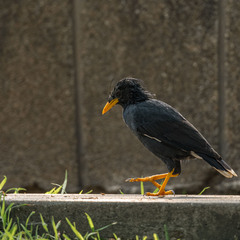 Acridotheres grandis